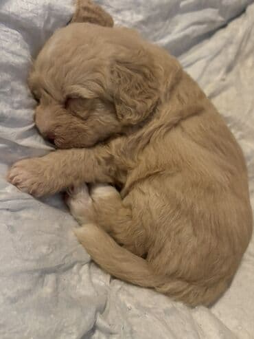 Digər heyvanlar: Balaca it balaları (şirin, tüklü yavrular) Təsvir: - Rənglər: açıq — 7