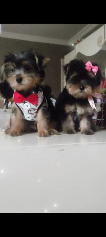 itler bala: Yorkşir teryer — 2