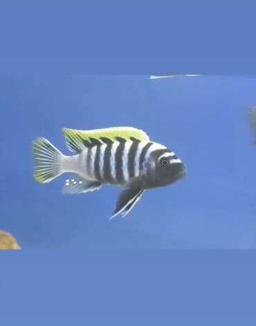 canli yem: Afrika siklidi – zebraya bənzər naxışlı, parlaq rəngli akvarium balığı — 1