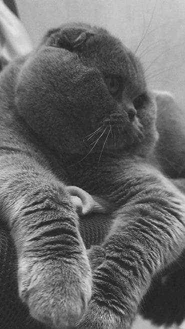 Pişiklər: Şotland — 6