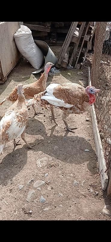 hinduşka cücəsi: Dişi, Ətlik — 1