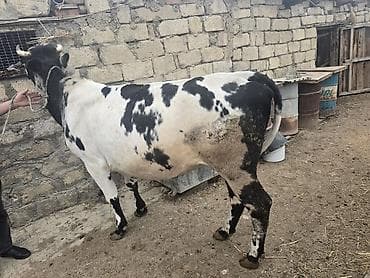 balalı inəklər: Kök düye 0553011600 vacapa yazin — 2
