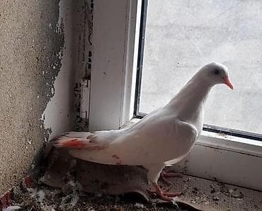 irşad electronics tovuz: Keven balalar 1 i 5 manat — 3