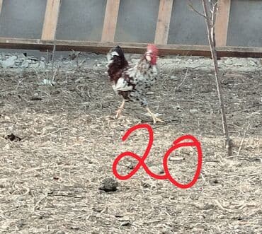 LIFAN: Hər cürə xoruzlar var ustunde qiymətləri var Təsvir: - Şəkillərdə — 2