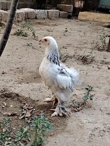 ligorin toyuq: Saf Brahma sortudur, ağ layt cinsdi. Şəkildə gördüyünüz xoruz ilə — 3