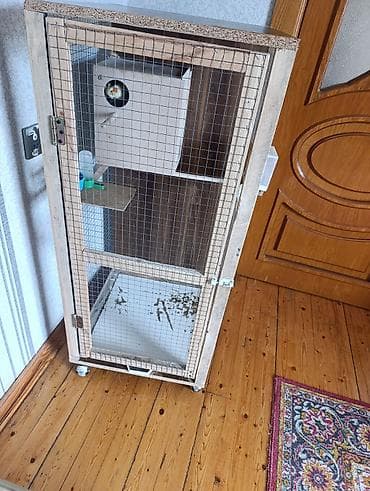 gene ucun derman: 1 çüt erkək və dişi korella 1 yaş quşlar satılır quşlar tam sağlamdır — 7