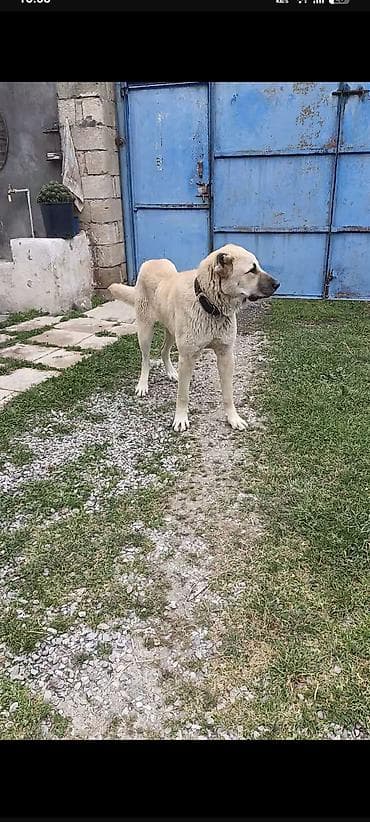 kənd təsərrüfatı heyvanları: Kanqal, 10 ay, Erkek, Peyvəndli, Ünvandan götürmə — 4