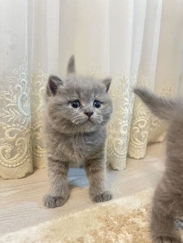 şirin pişik: Британская, Самка — 6