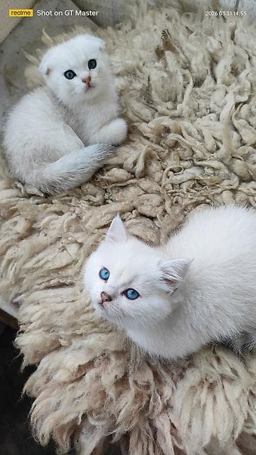 pitbull bala: Şotland yastı qulaq, Yaxşı əllərə — 6