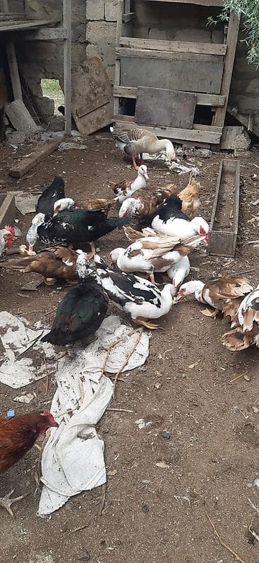kend toyuqu: Satılır: qarışıq quş təsərrüfatı sürüsü Məhsulun tərkibi: - Muskoviy — 1