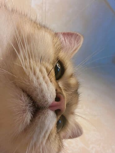 cütleşdirme: Золотая шиншилла, Самец, Для вязки, Бесплатная доставка, Платная доставка, Доставка в районы — 6