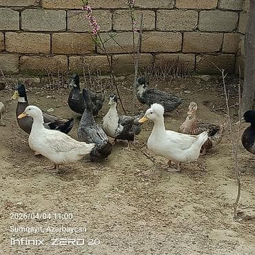 heyvan bazarı tap az: 16 dənə say seçmə ördəklərdi şəkillərindən görunur hamsını alana — 10