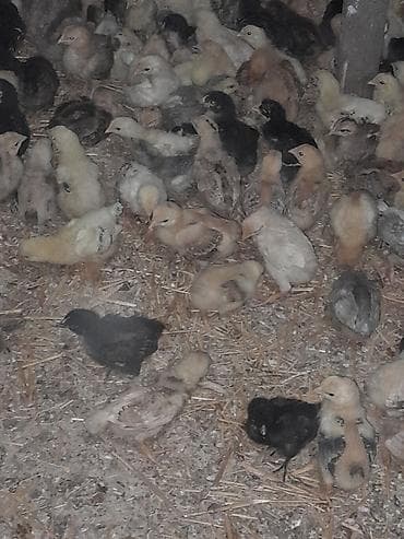 cuce: Toyuq cücələri, Ətlik — 2