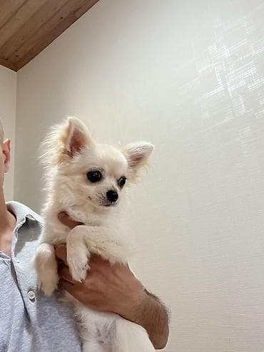 gold chinchilla: Çixuahua, 8 ay, Erkek, Peyvəndli, Ödənişli çatdırılma — 2