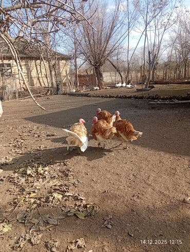 Inəklər, öküzlər: Erkək, Amerika, Ətlik — 3