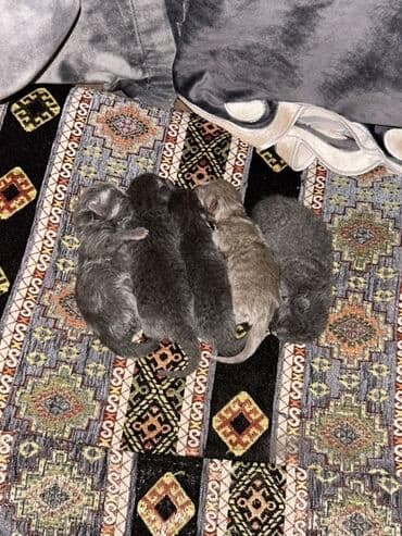 Gəmiricilər: Yaxşı əllərə — 1