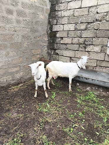 keçi çəpiş: Təmiz orginal Sani keçilər 2 ana 3 bala südlü keçilərdi real alıcılar — 3