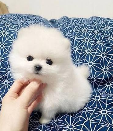 pitbul satışı: Şpitz, 2 ay, Sənədli — 1