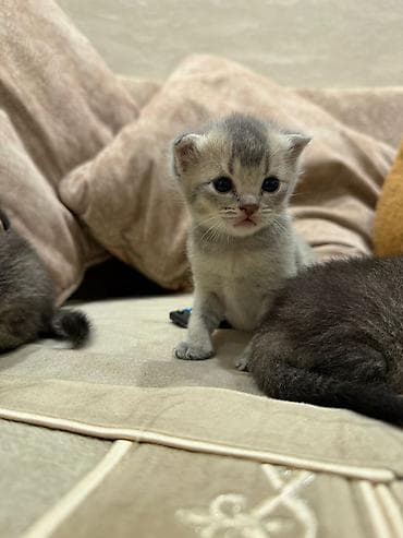 munchkin pişik: Britan, Erkək, Dişi — 3