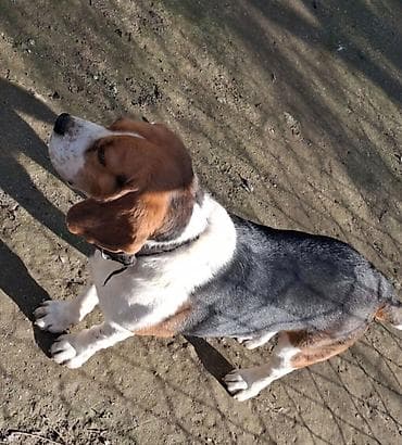 Bigl, 4 il, Erkek, Sənədli, Ünvandan götürmə