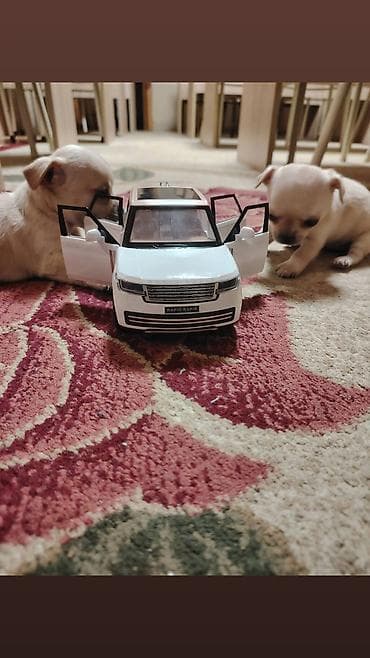 xaski itleri ne yeyir: Çixuahua — 4