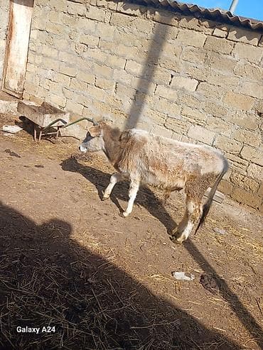 Digər heyvanlar: Erkek dana sstilir cox tecili tecili stilir sok sok qiymete gelin — 5