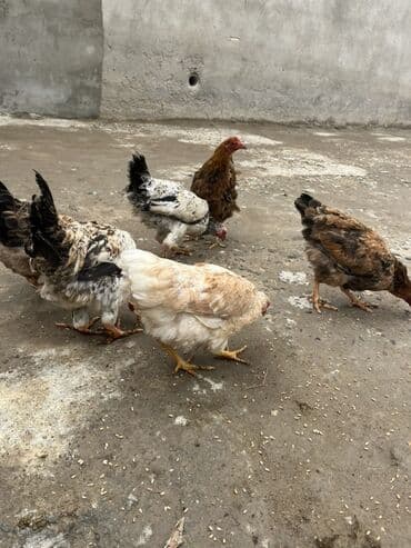 Cücələr: Toyuq, Yumurtalıq, Ünvandan götürmə — 3