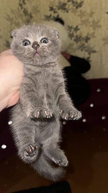 Şotland yastı qulaq, Dişi, Erkək, Yaxşı əllərə, Ünvandan götürmə, Rayonlara çatdırılma, Pulsuz çatdırılma