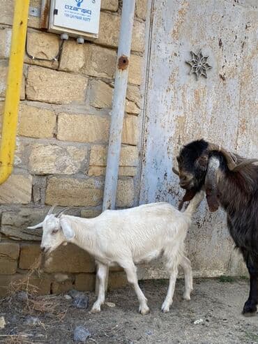 sanen keçi: Hələbdi safqan əsl saxlanmalı heyvandı, cavandı çox iri heyvandı başqa — 3