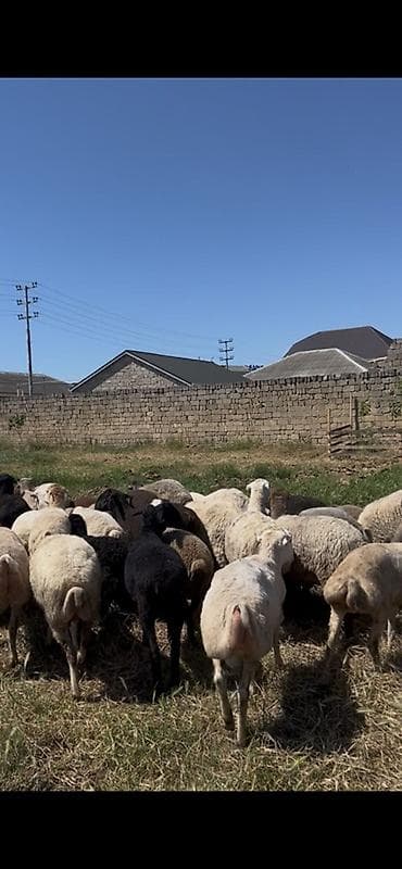 avcarka satisi: Binə Savxoz qoyunlar satılır. 160 nömrəli avtobusun son dayanacağında — 2