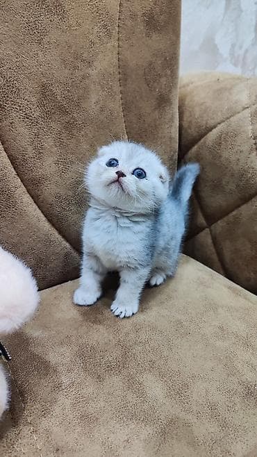 pişik alıram: Şotland — 2