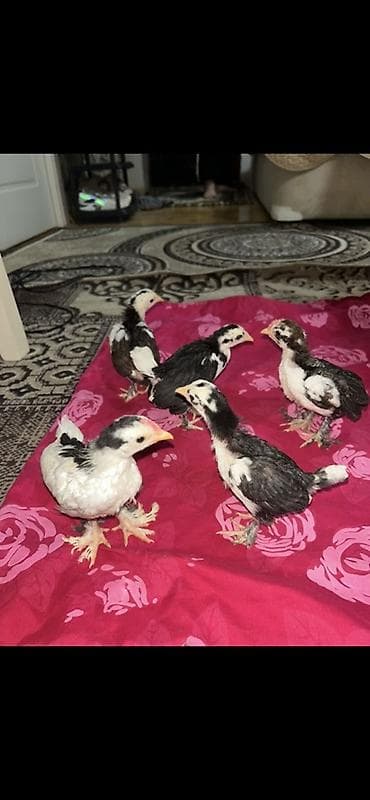 toyuq cuceler: Salam yaponka cüceler 28 günlükdüler — 2