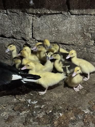 krasnadar ordek: 1 Aylıq Ördək balaları 14 Bala 1 Ana birlikde satılır — 2