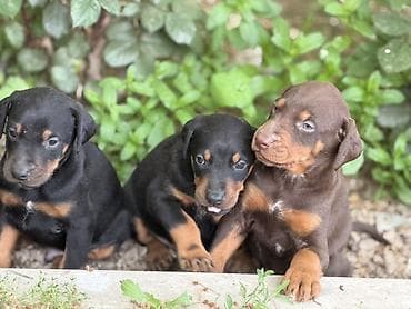 doberman satilir: Doberman, 1 ay, Ünvandan götürmə — 6
