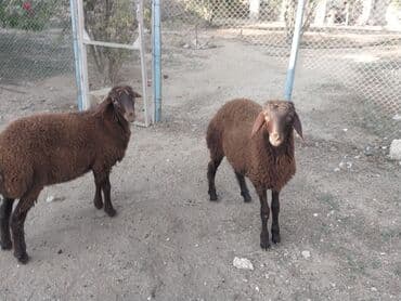 bakida cins ineklerin satisi: Salam iki erkəy quzu satılır göz qabagındadır saglamdılar qiymət ikisi — 3