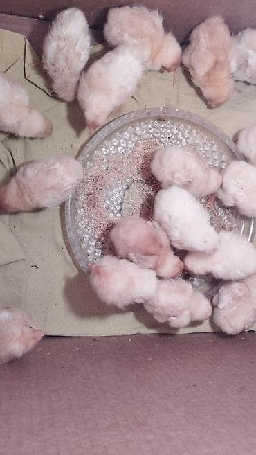 toyug hini: Temiz qan lohmann brown cuceleri satilir 18 dene qaldi 4 gunlukdu — 1