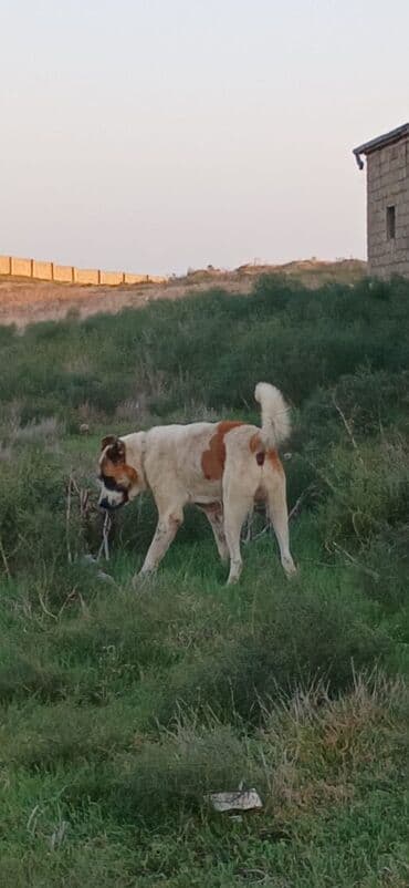 it davası: Qurdbasar, 2 il, Erkek, Peyvəndli, Pulsuz çatdırılma — 2