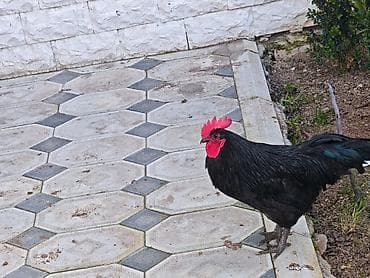 Qara rəngli toyuq-çincilər (xoruz və toyuq cütlüyü) cavan heyvanlardı