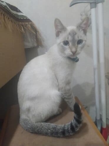 cins inəy: Məhsul: Ev pişiyi

Təsvir:
Siyamski pisik 7ayliq — 3