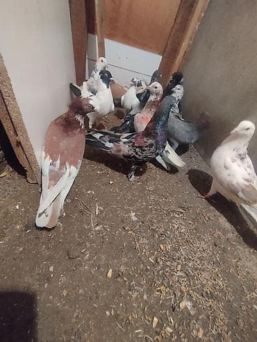 tutu suknje za mame i cerke: Məhsul: Ev göyərçinləri her biri sahibləndirilir wacap 0514383839 — 8