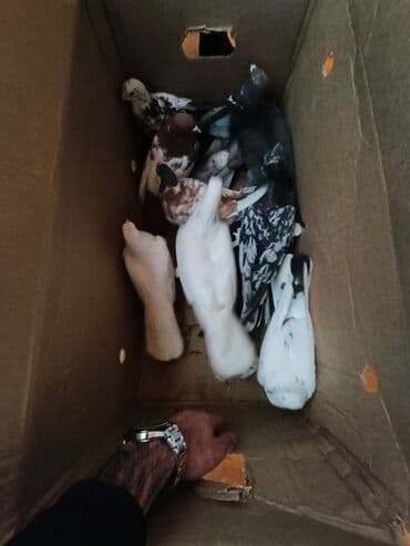 sebzi quşu: Türkan göyərçinləri hamsi tutulma üst üste 4 manatdan 10 goyercindir — 11