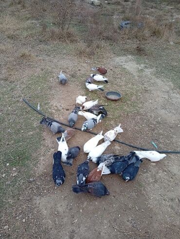 Gəmiricilər: Qarışıq nal-qarın və rəngdə ev göyərçinləri dəsti - Növ: Ev/oyun — 4