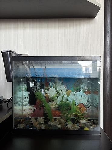 akva ayaqabılar: Dördbucaq akvarium, Balıqlarla birlikdə, 32 l — 1