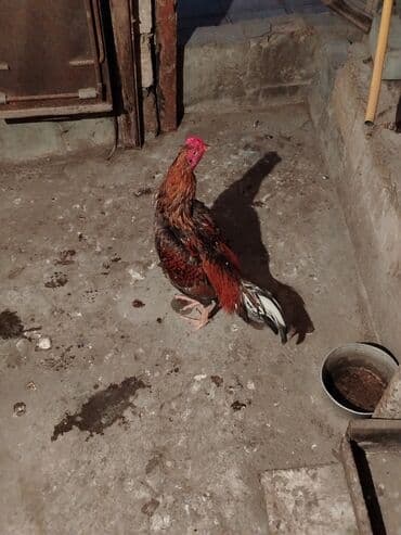 Коровы, быки: Петух, Heyrati, лет: <1, Самовывоз — 2