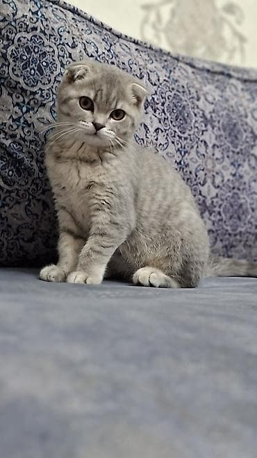 bala haski: Şotland yastı qulaq, Dişi — 7