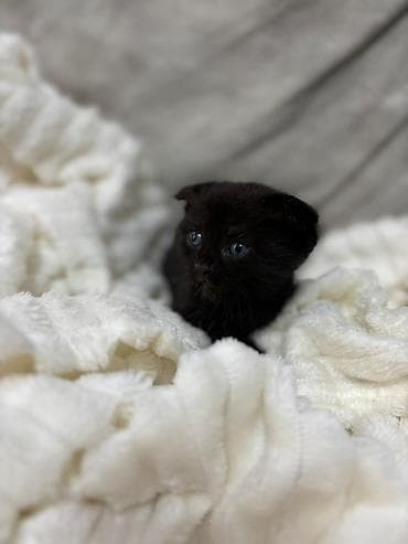 yorga atlar: Şotland yastı qulaq — 2