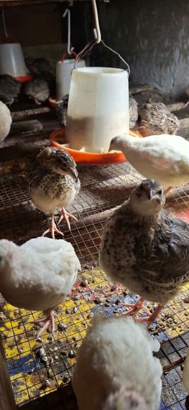 afcarka balası satışı: Bildirçinlər Bir ədədi 2.30 — 3