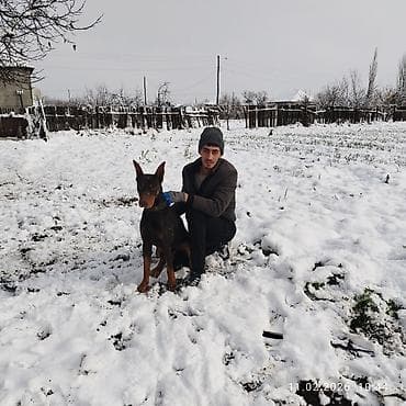 golden retriever satışı: Doberman, 2 il, Erkek, Ödənişli çatdırılma — 3