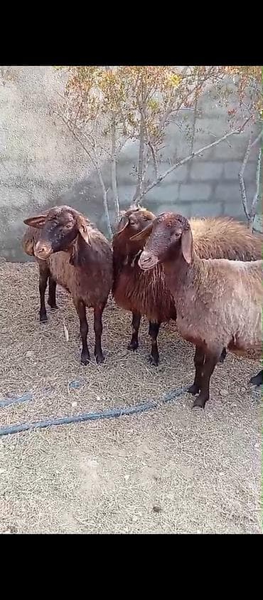 canavar balasi satilir: Dişi, Qala, il: 2, 90 kq, Damazlıq, Ünvandan götürmə — 3