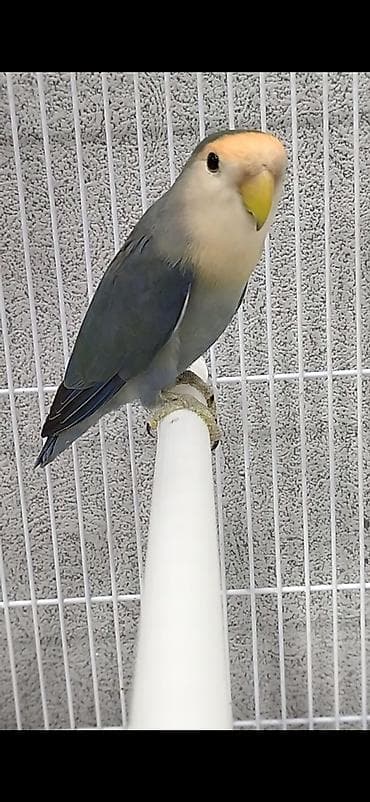 tutuquşlar: Salam. Cütə düşüblər. Nerazlucniklərin qiyməti 95 AZN. Ünvan Bayıl — 2